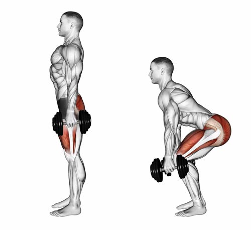Squats butt muscles