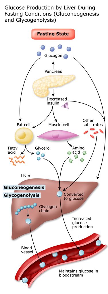 Why Is Blood Sugar High In The Morning?