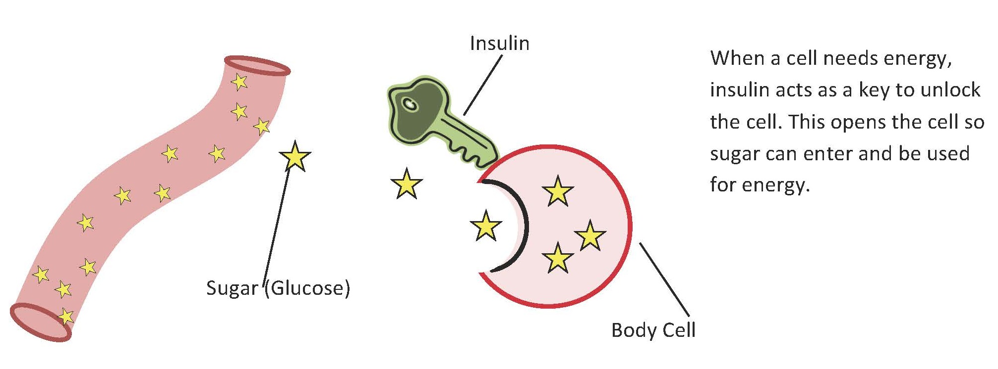 How Insulin Works
