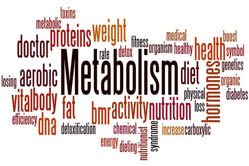 Metabolism