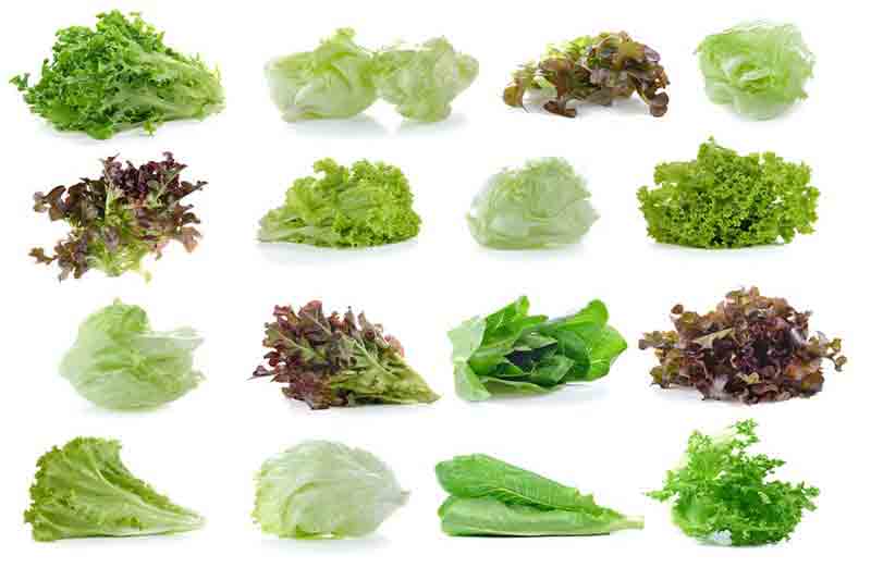 lettuce varieties