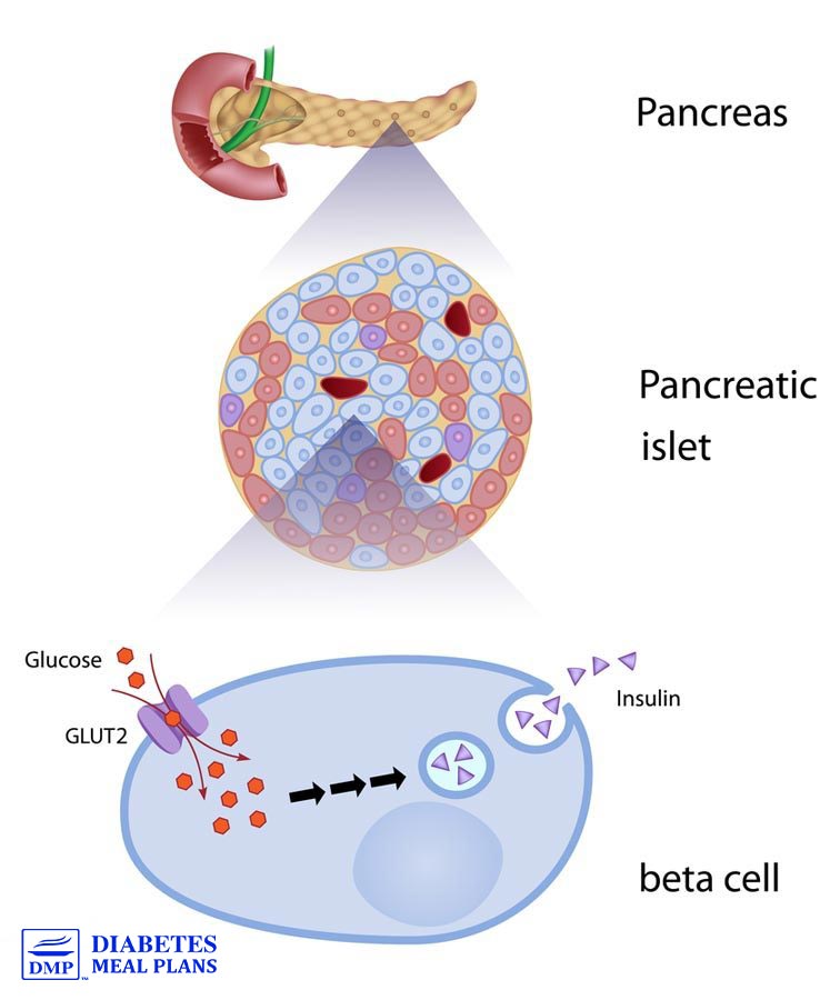 Pancreas: glucose and insulin production