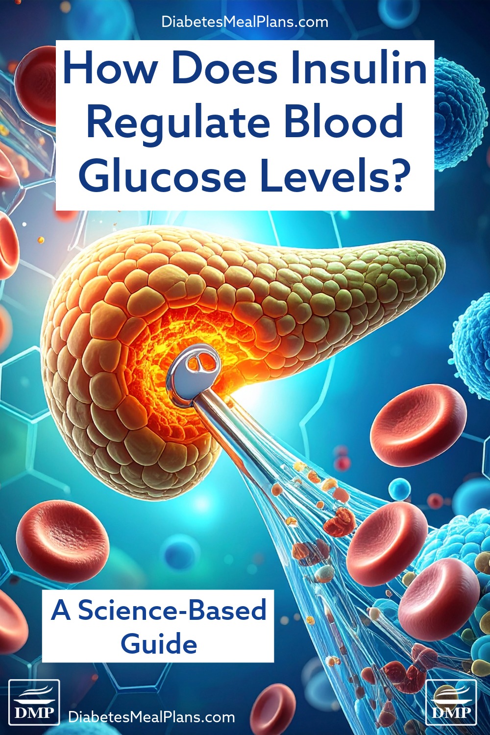 How Does Insulin Regulate Blood Glucose Levels? A Research-Based Guide
